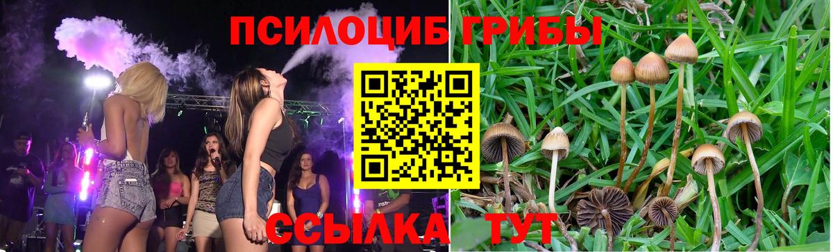 Псилоцибиновые грибы Psilocybe  Минусинск  Псилоцибиновые грибы MAGIC MUSHROOMS 
